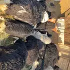 رخال وجفاره