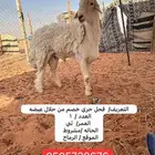 فحل حري معرف