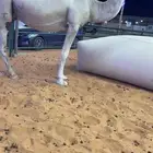 خلفه وضحا