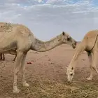 خلفه معه قعود