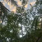مورينجا موريقا عضوية