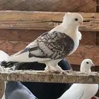 حمام للبيع بالعلا