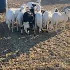 خرفان للبيع بيشة