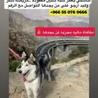 كلب ضايع مكافة مالية