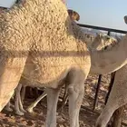 قعدان