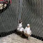 4 ذكور حمام مزهرات