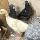 حمام