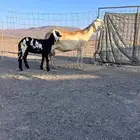 للبيع سواكنيه فاخره تحتها رخل