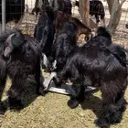 بهم