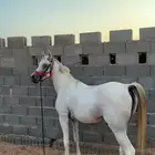 خيل مونتاج وحار مع الفارس وهدي مع المبتدأ يركبه كبير وا صغ