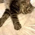 قطه للتبني بسه التبني