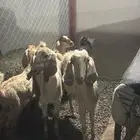 شاتين للبيع متابيع مشروطه