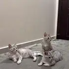 قطط 3 للتبني