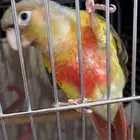 كنيور اناناس رد فاكتور