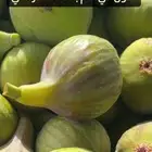 شتلات تين - أصناف نادرة