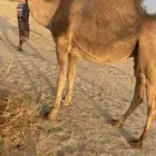 ناقه لقحه مشرحه