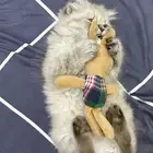 قطط قطه قطة بيع