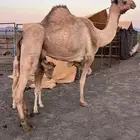 ناقه خلفة طيبه