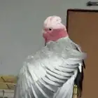 للبيع
