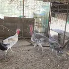 دجاج رومي