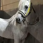 فحل مربط للبيع مستعجل