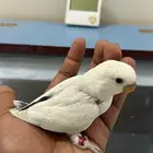 للبيع فروخ روز غر