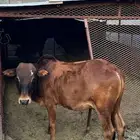 حسلان للبيع