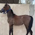 مهرة شعبية للبيع