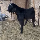 تيس احو صنف ومنتج
