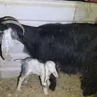 للبيع عنز تحتها جفره صحتها زينه