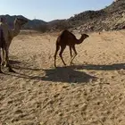ناقه طيبه معها بكره