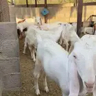تيوس