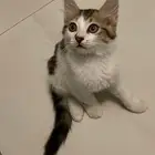 قط شيرازي للتبني جميل جدا