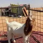 تيس بارقوتي فل