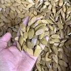 عود البيت موركس محسن فيه مستكة