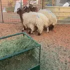 5 طليان نعيم جبره مغلقه فل