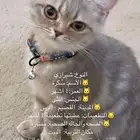 قطوه