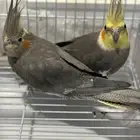 زوج كروان بصحة جيدة بيع سمح