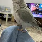 كويكر الراهب