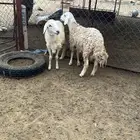 طليان للبيع