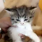 بساس للبيع .الام هملايا والاب شيرازي