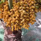 انتاج نخل للبيع