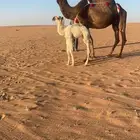 للبيع خلفه صفراء كفو طويله وتحتها قعود مزيون باتلي