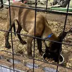 male belgian malinois puppy for adoption
