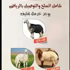 ذبائح نعيم خرفان جبر ناهي جزل