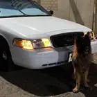 كلب جيرمن بيور حالتو ممتازه وكل تطعيماتو الحمدالله