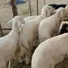 خرفان حريات شحم ولحم