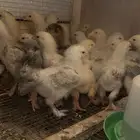 للبيع صيصان براهما