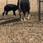 نجديه صنف معها خروف