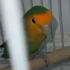 روز ذكر